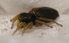 Heliophanus flavipes