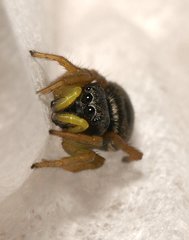 Heliophanus flavipes