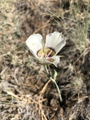 Calochortus ambiguus