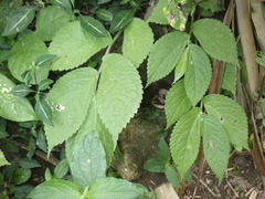 Elatostema
