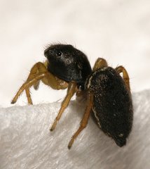Heliophanus flavipes