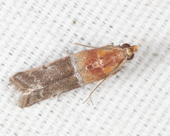 Moodna pallidostrinella