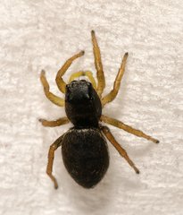 Heliophanus flavipes