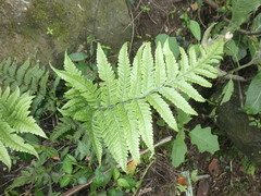 Tectaria subsageniacea