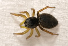 Heliophanus flavipes