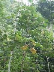 Hibiscus macrophyllus