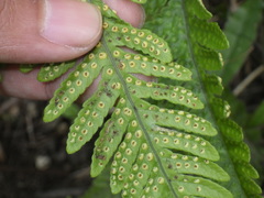 Tectaria subsageniacea