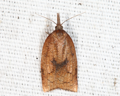 Sparganothis xanthoides