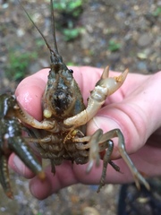Cambarus latimanus