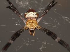 Argiope pulchella