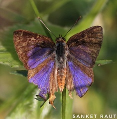 Cigaritis lohita