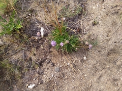 Scabiosa comosa