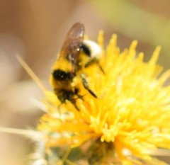 Bombus ruderatus