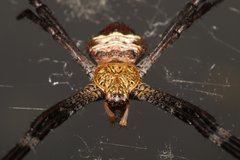 Argiope pulchella