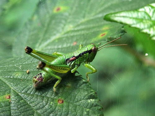 Cheating Mountain Grasshopper