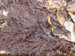 Odonthalia