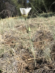 Calochortus ambiguus