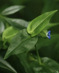 Commelina tuberosa