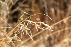 Agrostis castellana