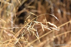 Agrostis castellana