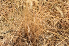 Agrostis castellana