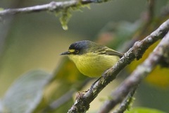 Todirostrum poliocephalum