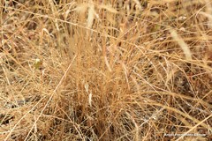 Agrostis castellana