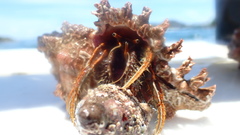 Clibanarius infraspinatus