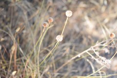 Armeria arenaria