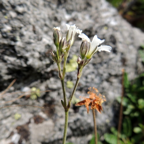 Image of Gypsophila uralensis by no rights reserved