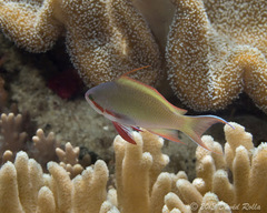 Pseudanthias huchtii