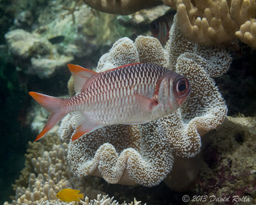Violet Soldierfish