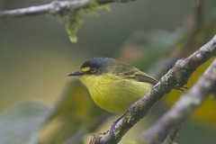 Todirostrum poliocephalum