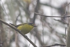 Todirostrum poliocephalum