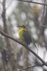 Todirostrum poliocephalum