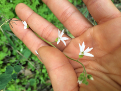Lithophragma heterophyllum