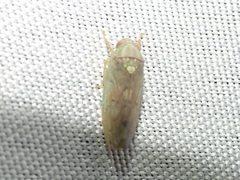 Ponana quadralaba