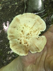 Bresadolia craterella