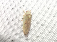 Ponana quadralaba