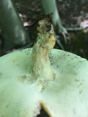 Bresadolia craterella