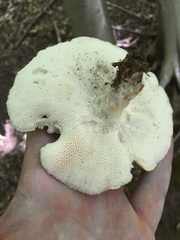 Bresadolia craterella