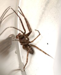 Segestria bavarica