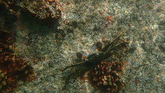 Grapsus albolineatus