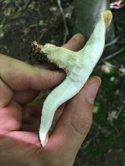 Bresadolia craterella