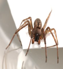 Segestria bavarica