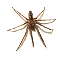 Segestria bavarica