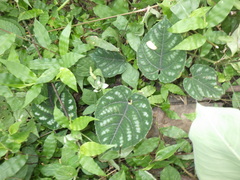 Cissus discolor