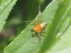 Oxyopes birmanicus