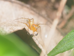 Oxyopes birmanicus