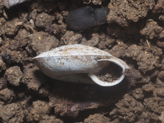 Dyakiidae
